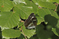 Image 13