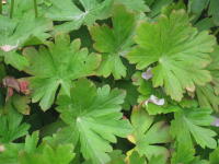Image 14