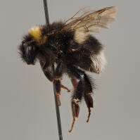 Image 13