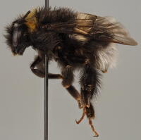 Image 15