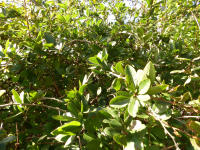 Image 14