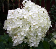 Image 23