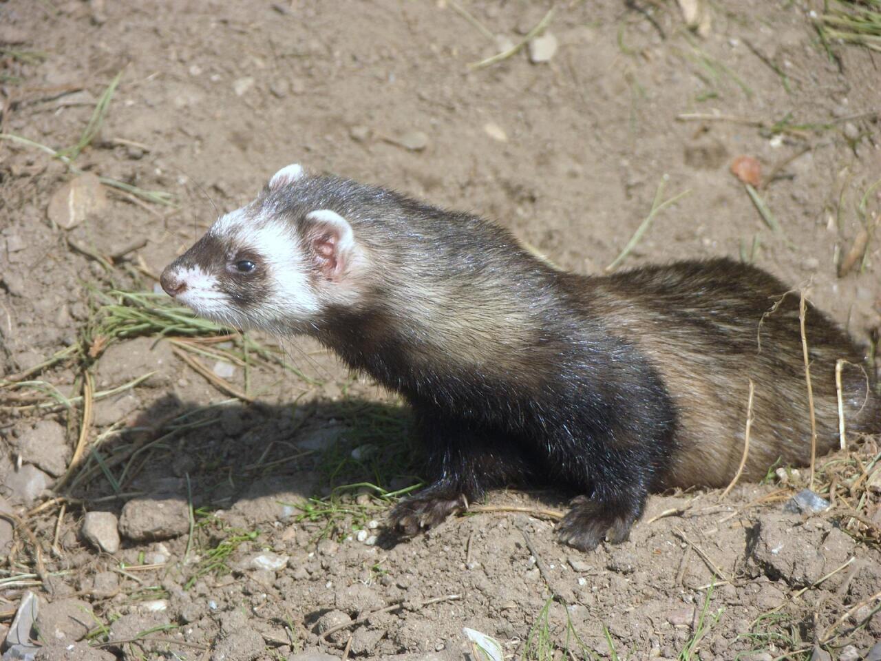 näätäeläimet - Mustelidae | Tunnistus | Suomen Lajitietokeskus