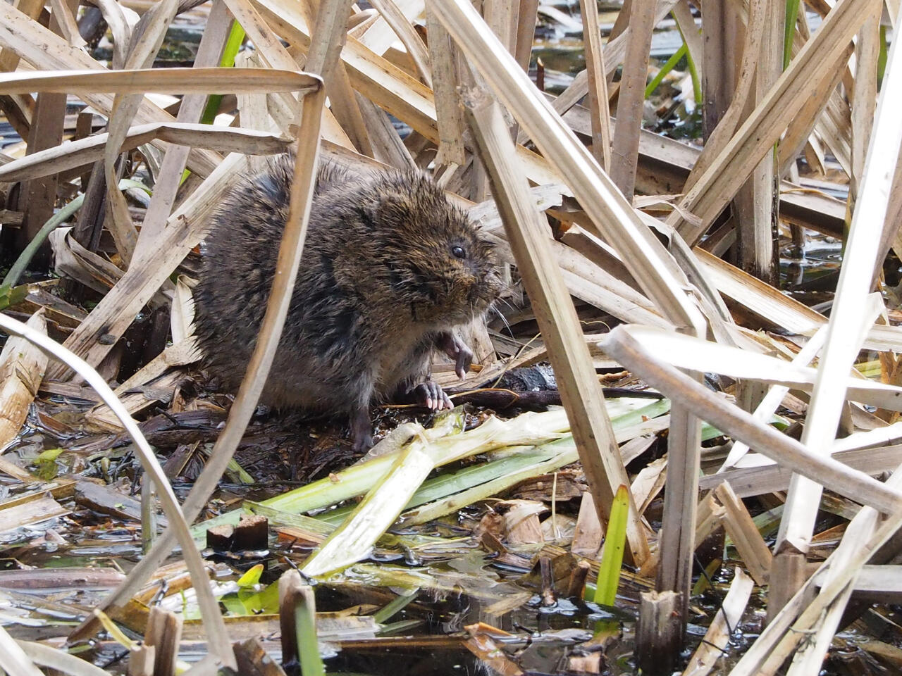 jyrsijät - Rodentia | Tunnistus | Suomen Lajitietokeskus