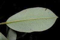 Image 13