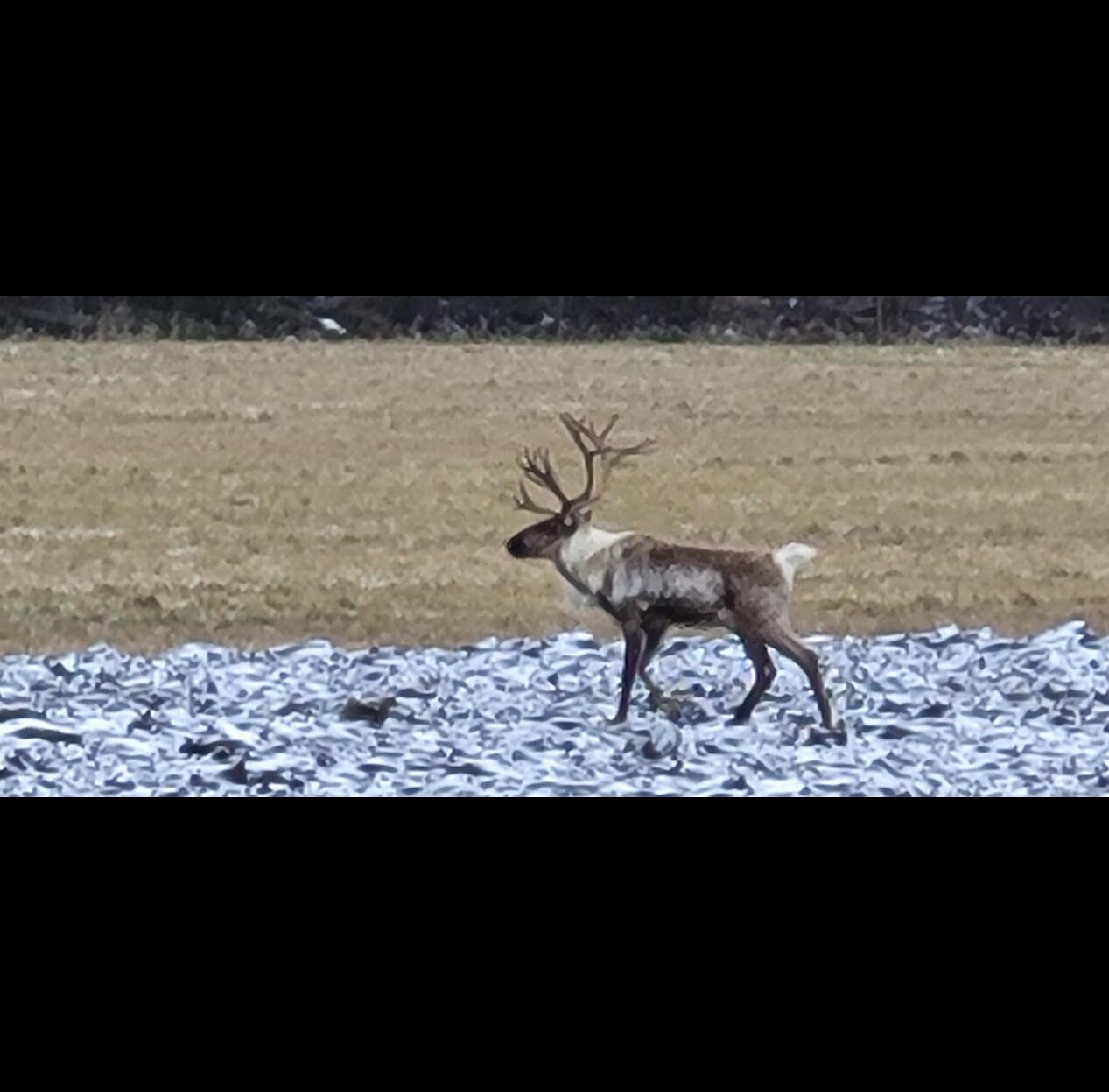 hirvieläimet - Cervidae | Tunnistus | Suomen Lajitietokeskus