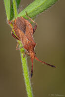 Image 17