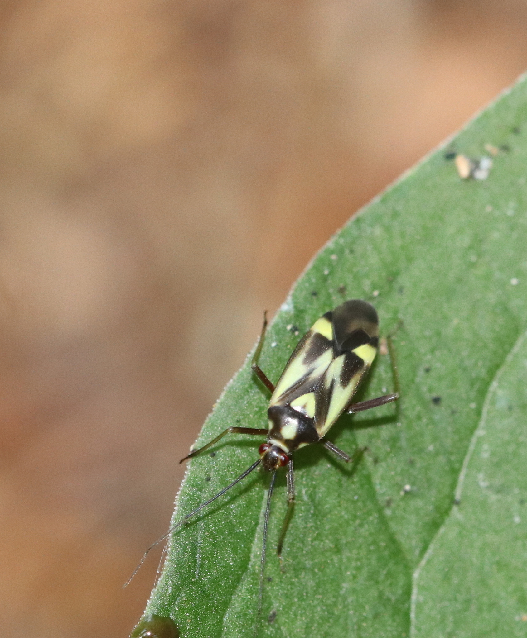 Grypocoris | Overview | Finnish Biodiversity Info Facility