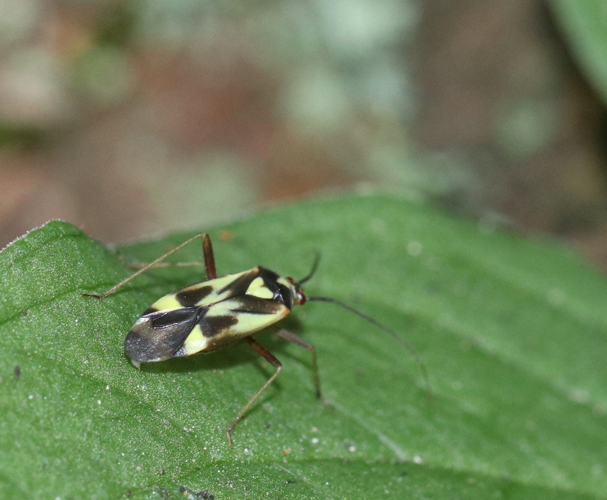 Grypocoris | Overview | Finnish Biodiversity Info Facility