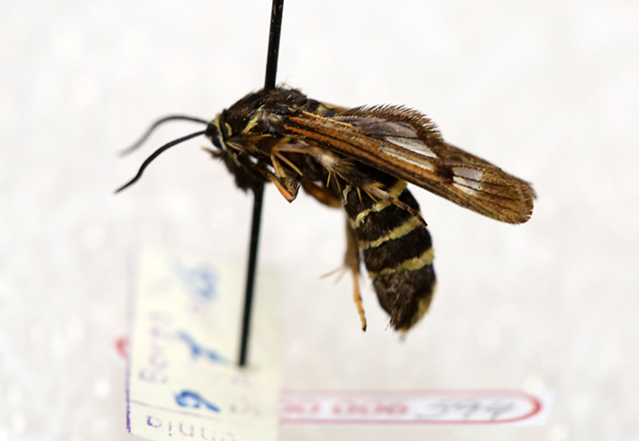 hyönteiset - Insecta | Tunnistus | Suomen Lajitietokeskus