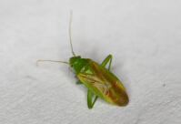 Image 11