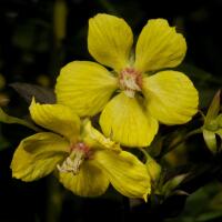 Image 13