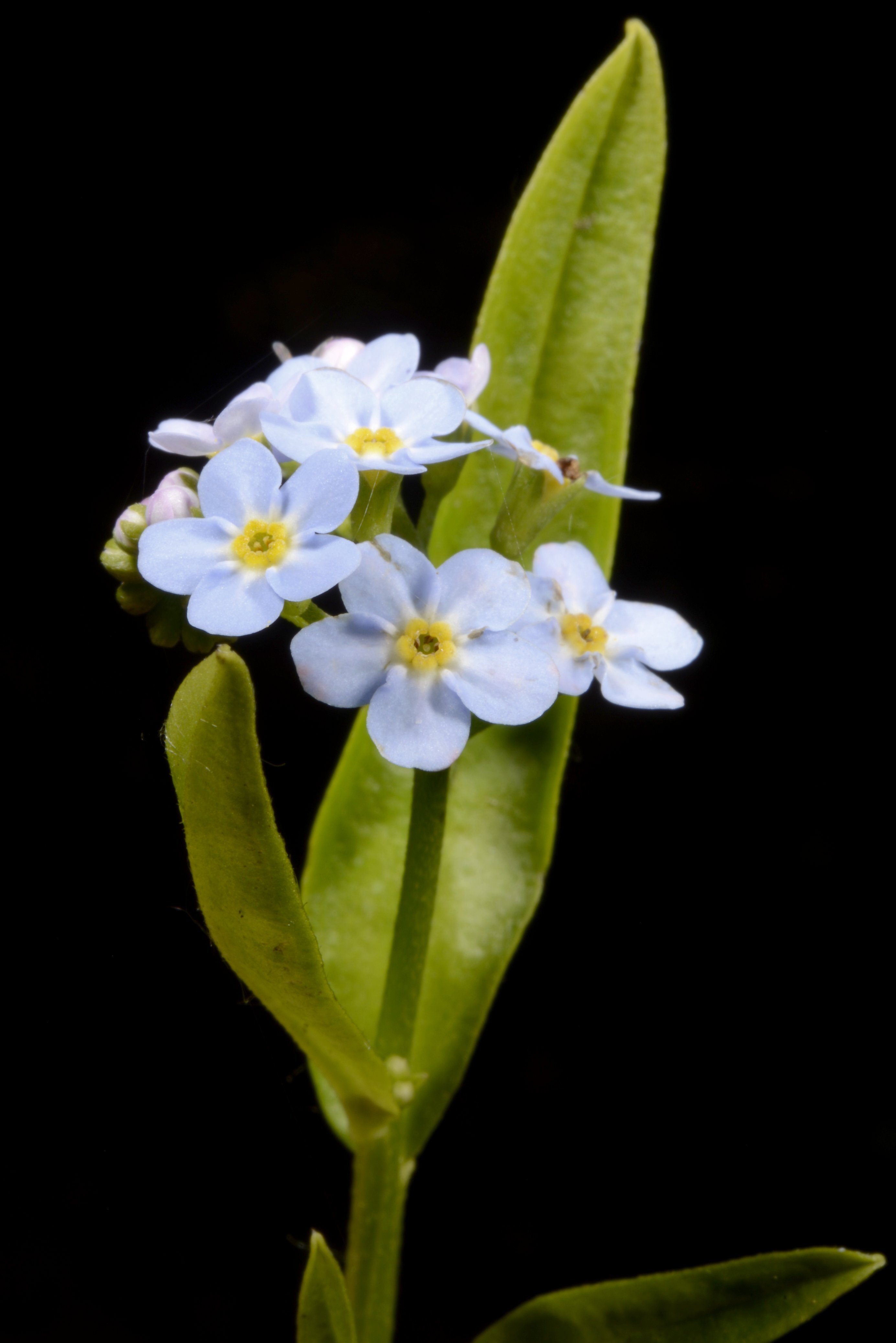 【通販 人気】 luhtalemmikki Suomen | Yleiskuvaus | scorpioides Myosotis - アンティーク雑貨