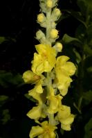 Image 24