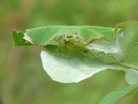 Image 11