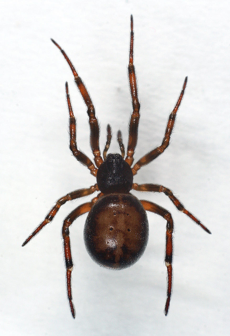 Steatoda bipunctata | Yleiskuvaus | Suomen Lajitietokeskus