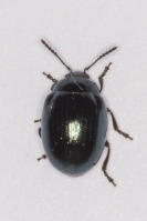 Image 17