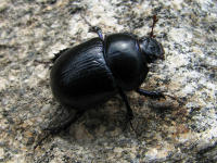kovakuoriaiset (kuoriaiset) - Coleoptera | Yleiskuvaus | Suomen  Lajitietokeskus