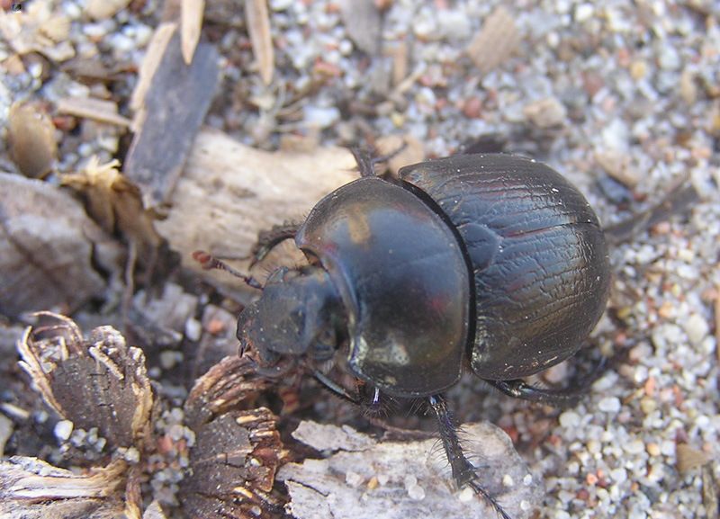 Earth-boring dung beetles - Geotrupidae, Overview