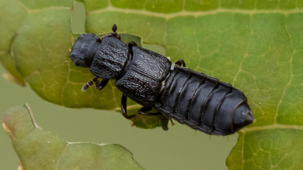 kovakuoriaiset (kuoriaiset) - Coleoptera | Tunnistus | Suomen  Lajitietokeskus