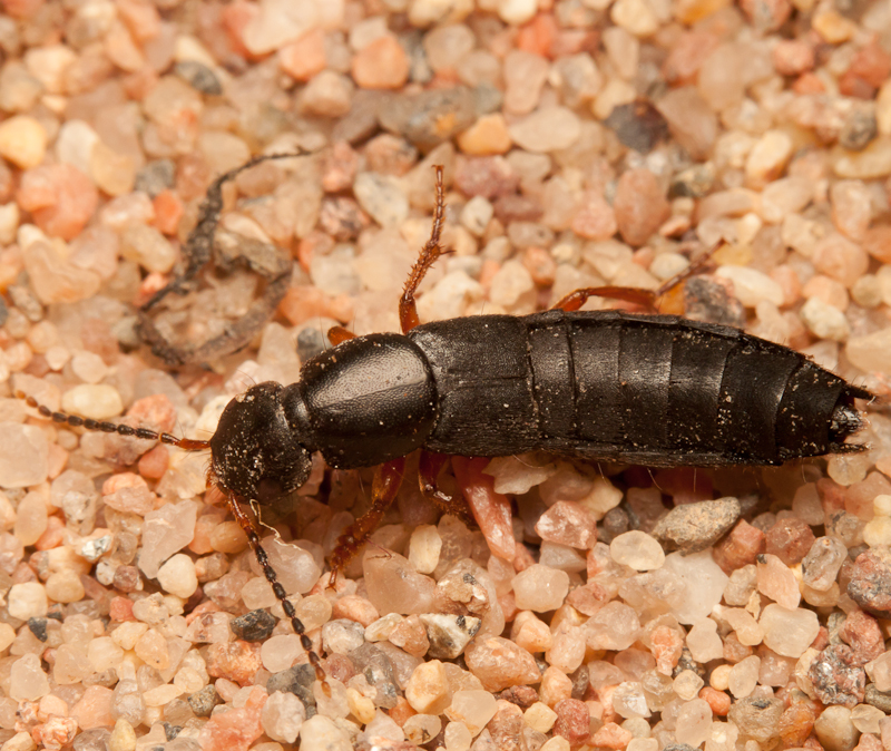 kovakuoriaiset (kuoriaiset) - Coleoptera | Tunnistus | Suomen  Lajitietokeskus