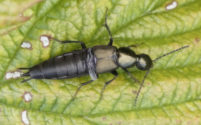 kovakuoriaiset (kuoriaiset) - Coleoptera | Tunnistus | Suomen  Lajitietokeskus