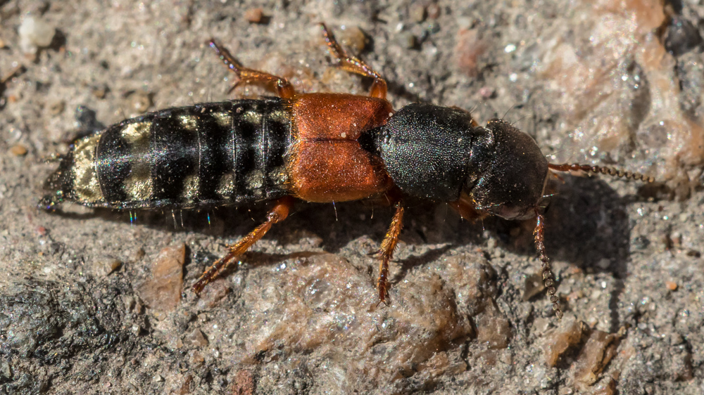 kovakuoriaiset (kuoriaiset) - Coleoptera | Tunnistus | Suomen  Lajitietokeskus