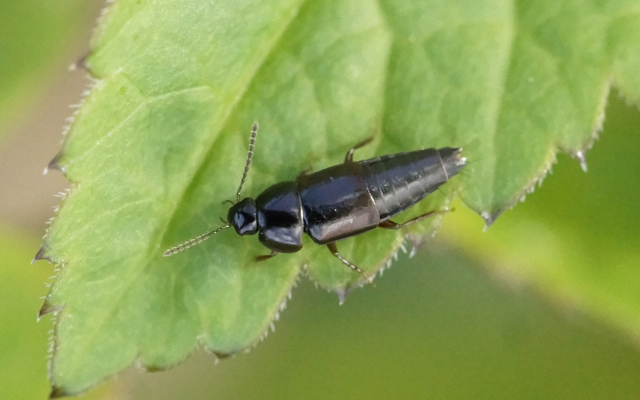 kovakuoriaiset (kuoriaiset) - Coleoptera | Tunnistus | Suomen  Lajitietokeskus