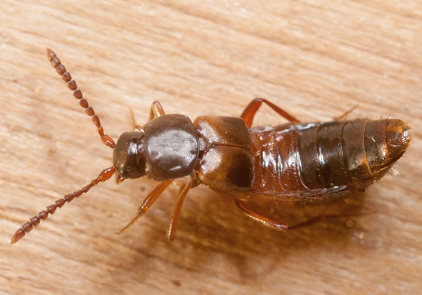 kovakuoriaiset (kuoriaiset) - Coleoptera | Tunnistus | Suomen  Lajitietokeskus