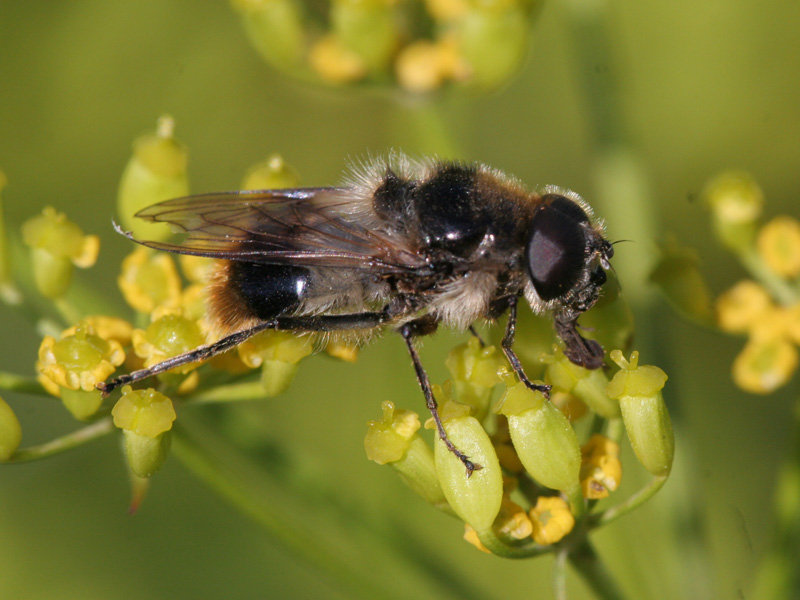 kukkakärpäset - Syrphidae | Tunnistus | Suomen Lajitietokeskus