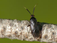 Image 13