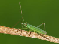Image 22
