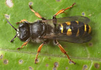 Image 17