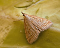 Image 17