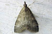 Image 18