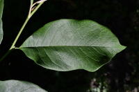 Image 14