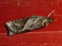 Image 11