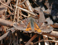 Image 22
