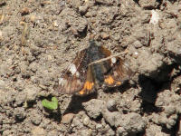 Image 21