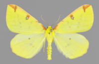 Image 15