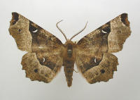 Image 18