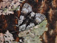 Image 15