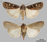 Image 9