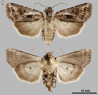 Image 21