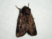 Image 15