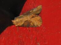 Image 12