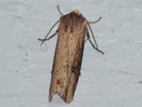 Image 14