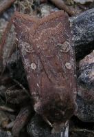 Image 15