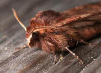 Image 16