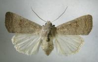 Image 13
